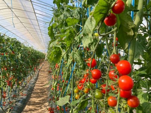 ミニトマトの生産量は道内トップクラス。