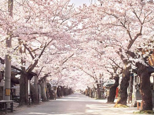 県北で一番遅い時期に咲く、新庄村・がいせん桜通りの桜並木