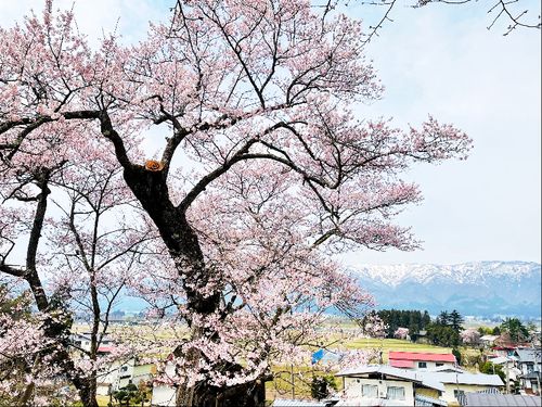 桜と西山の残雪