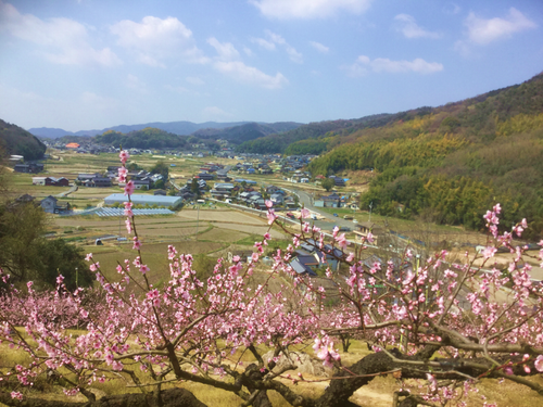 穂井田地区の様子（手前に見えるのは桃の木です）