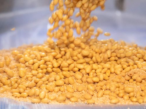 茹でた大豆と玄米と醤油の種麹を合わせる初日