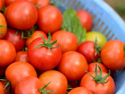 トマトの生産が盛ん