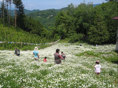 6月のカモミール畑