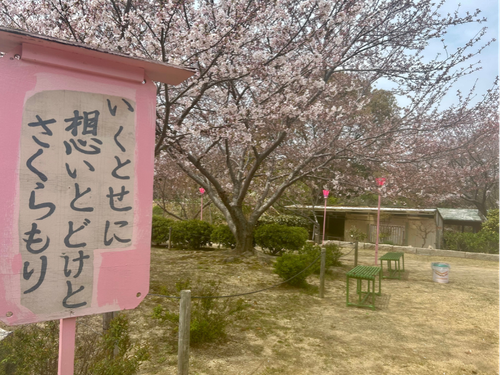 さくら広場の看板と共にいつまでも島の想いを大事にしたいです。