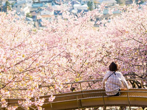 ２月：まつだ桜まつり