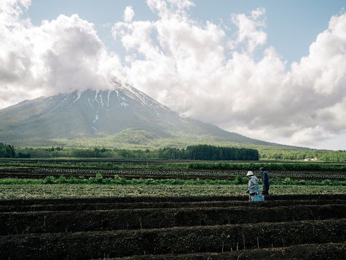喜茂別は農業の町。アスパラガスが特産です。
