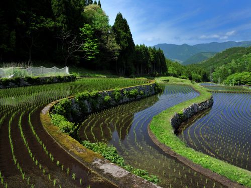 新田集落　棚田