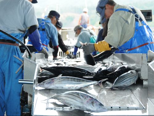全国屈指の港町で、魚市場には毎日新鮮な魚が水揚げされます