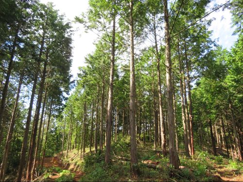枝打ち間伐され明るくなった針葉樹林