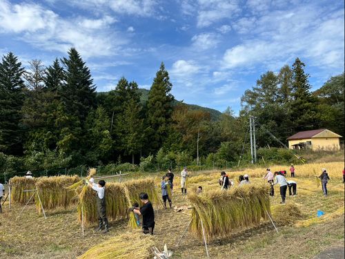 秋には収穫体験　手刈りとハザ掛け
