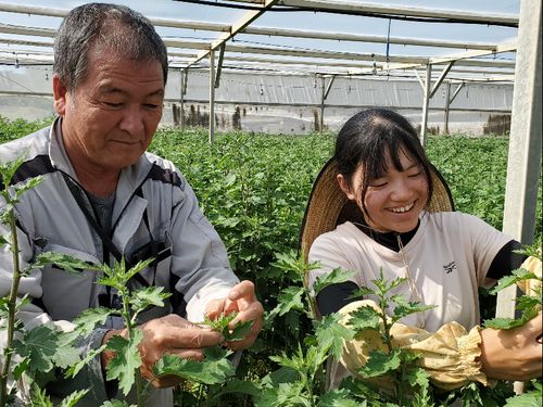 花農家での芽かき作業