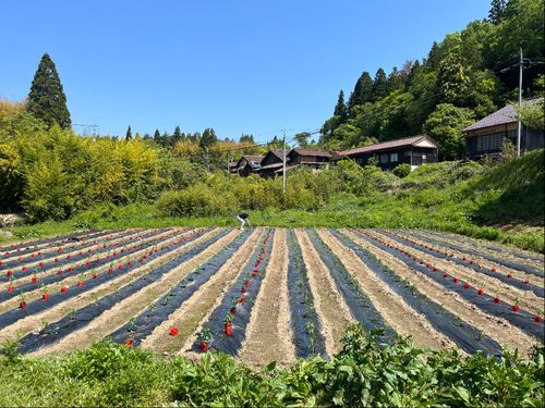 ベンガラの「赤」にちなんだ唐辛子栽培の畑。