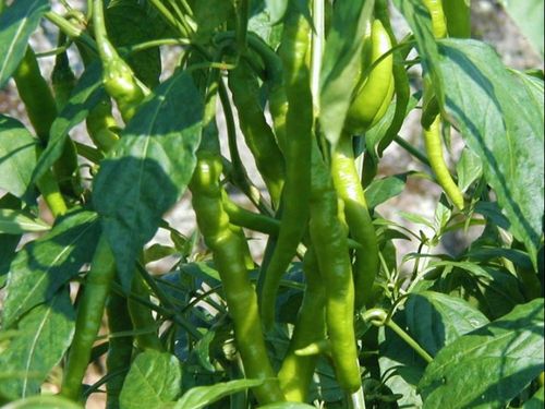尾鷲の伝統野菜「虎の尾（青唐辛子）」