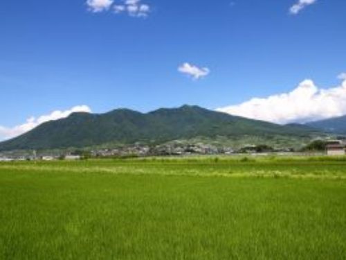 中野市の風景　～夏の高社山と水田～