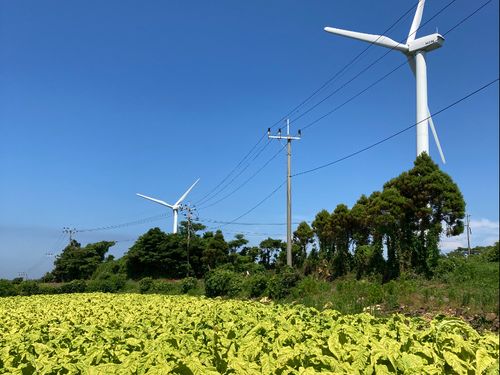島内に広がる葉たばこ畑