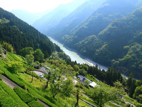 中井侍地区茶畑