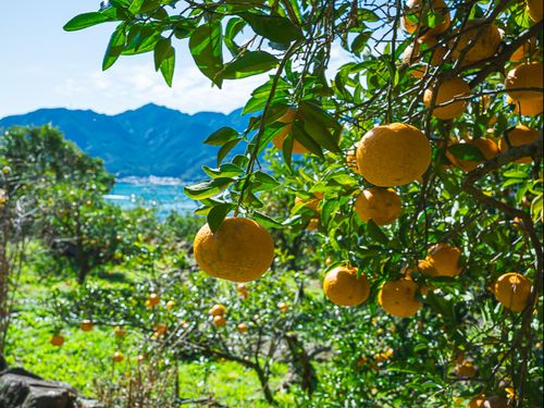 食害に悩まされる、70年近い歴史を持つ尾鷲の特産ミカン「尾鷲甘夏」