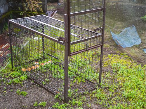 住宅の一角に設置されたサル用の箱罠