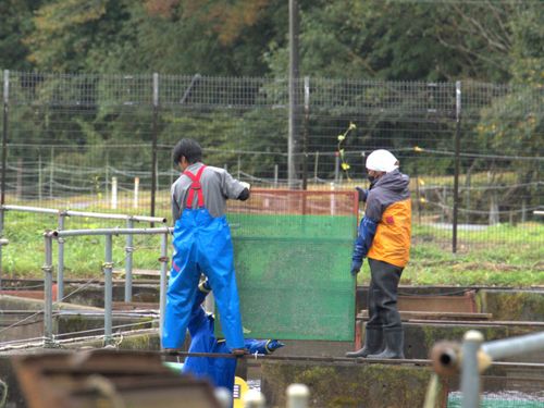 サーモン養殖作業中！