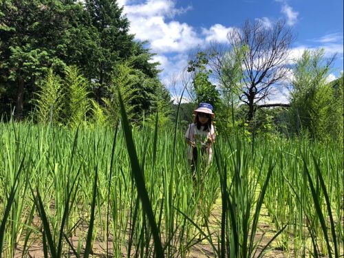 子どもたちも田んぼでワイワイ！楽しく！