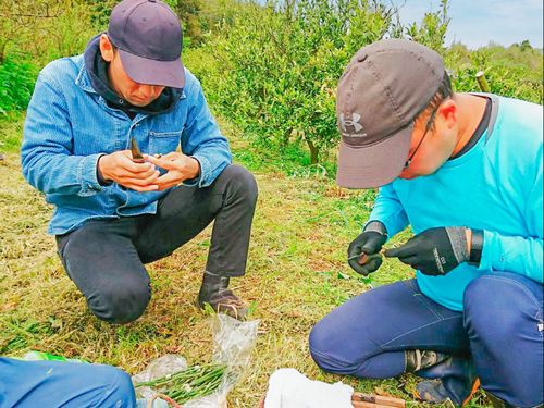 接木の実習。現場の実習に加え、座学での研修もあります。
