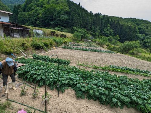 会場に隣接している畑の様子です。きれいに管理されている様子を見ると、日ごろからいかに丁寧に作業されているかがわかります。