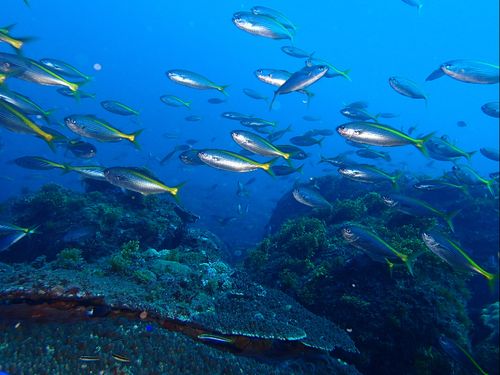 釣り好きにはたまらない！とっておきの磯場へ。Ⓒ三宅島観光協会
