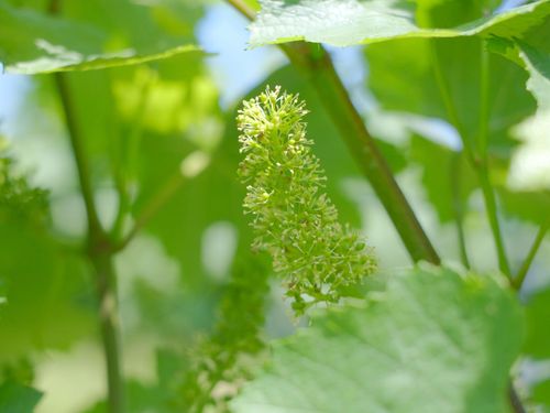 ぶどうの花