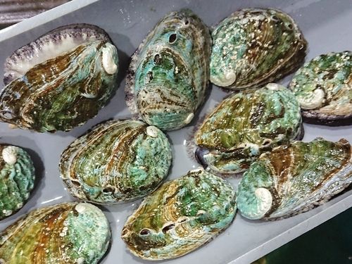 養殖されているアワビ