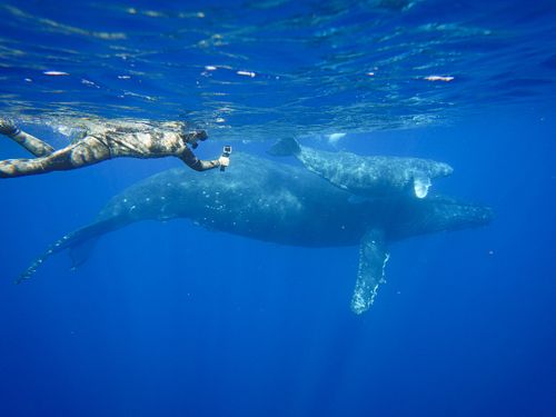クジラと一緒に泳ぐことも！