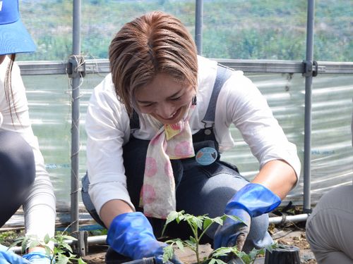 トマトの苗植え作業