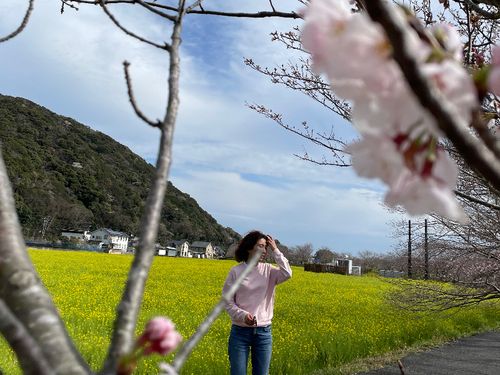 日野交差点近くの菜の花畑とソメイヨシノ