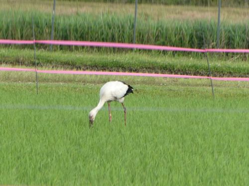 野生復帰したコウノトリ、昔は稲を踏むと嫌われたが実はそれほど踏まない