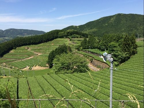 向こうまでぜんぶお茶畑！