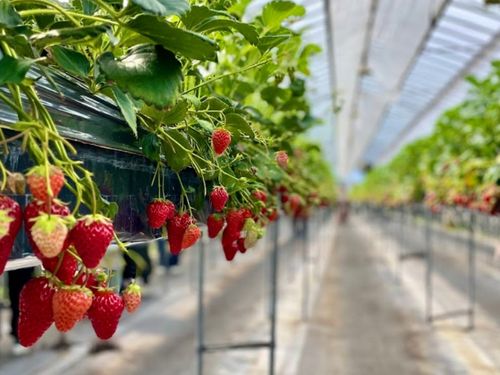 冬に稔るいちご🍰の苗は夏～秋にかけて準備します🍓