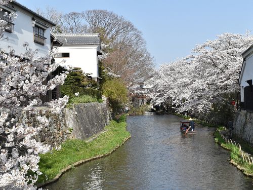春の八幡堀