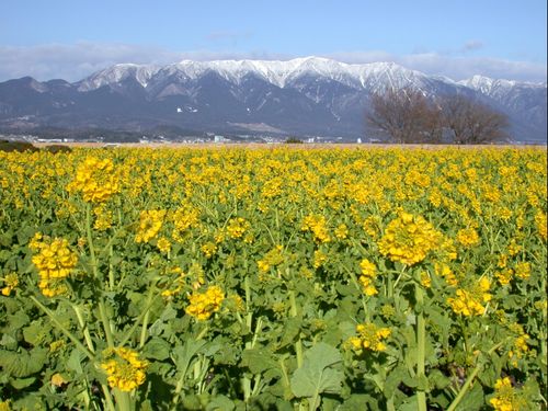 比良山を背景にした菜の花畑