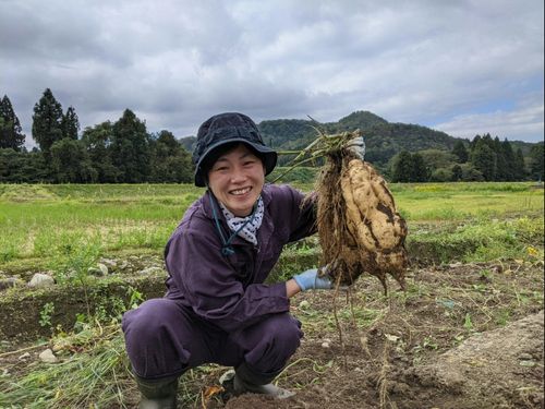 芋焼酎原材料「黄金千貫」収穫