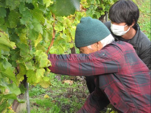 現隊員がワインぶどう生産者から栽培技術等を学ぶ様子