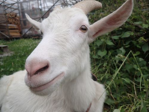動物にも気軽に会える日常🐐