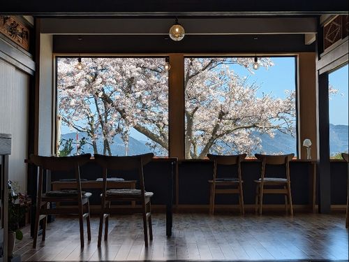 店舗からの春の風景。桜の時期は壮観