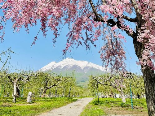 桜、りんご、津軽富士（岩木山）、春の三原色。