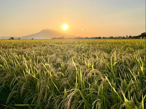 空と大地が、黄金色でつながる秋。