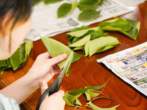 お家のそばに柿の木を植えられているお家が多く、葉っぱをとって拭き、大きさを整えて準備をします。紅葉のシーズンには柿の葉も彩りを変えて、また綺麗なんですよ。