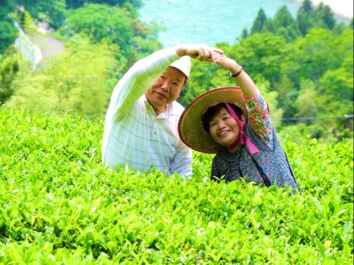 中井侍地区のお茶畑