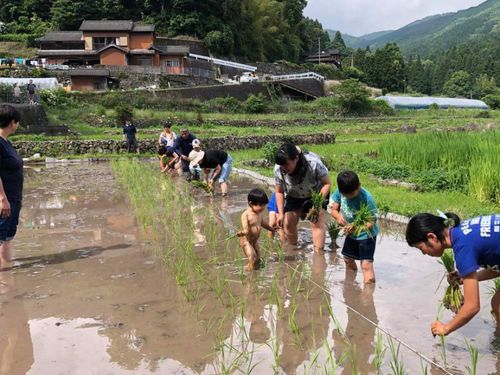 2024年5月農業イベント（田植え）