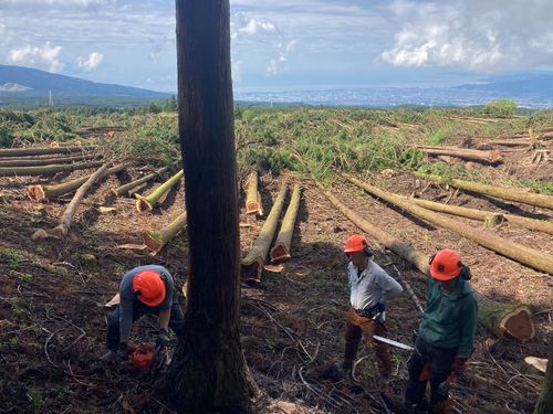 富士山の麓での伐採作業、壮観です！