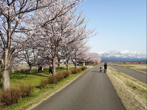 桜並木と山の稜線