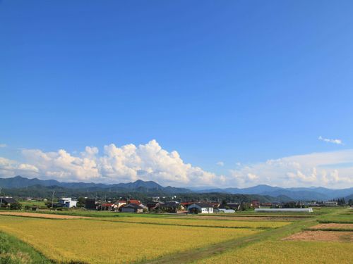 9月：黄金色の田園風景が、新米を時期を告げる。