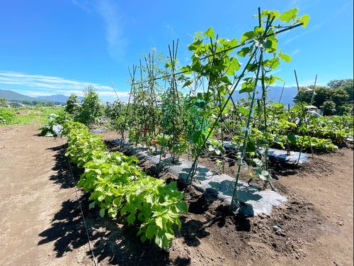 町の交流菜園では夏野菜がたくさん採れました♪